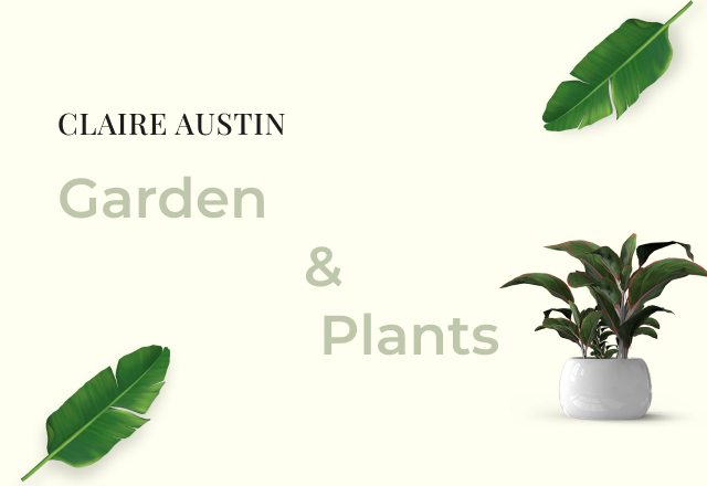 Claire Austin Hardy Plants